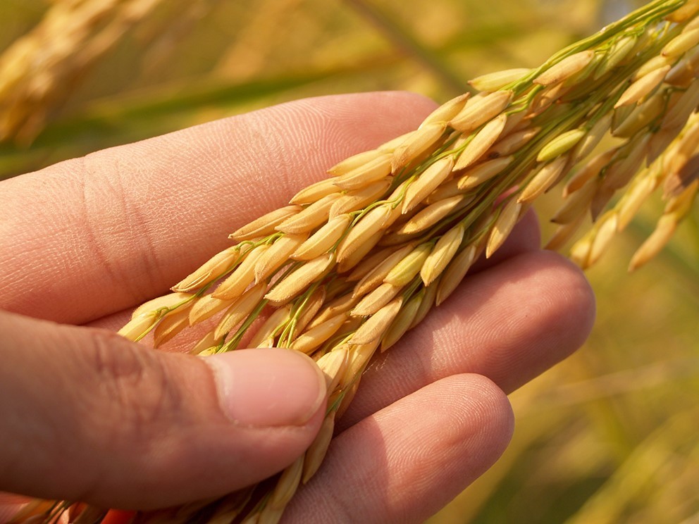 Agricultura_Hibrida_Horsch