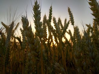 ITT – L´actualité du  secteur